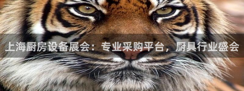 尊龙凯时平台不给出款怎么办：上海厨房设备展会：专业采购平台，