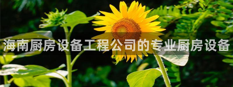 尊龙官网免费下载安装：海南厨房设备工程公司的专业厨房设备